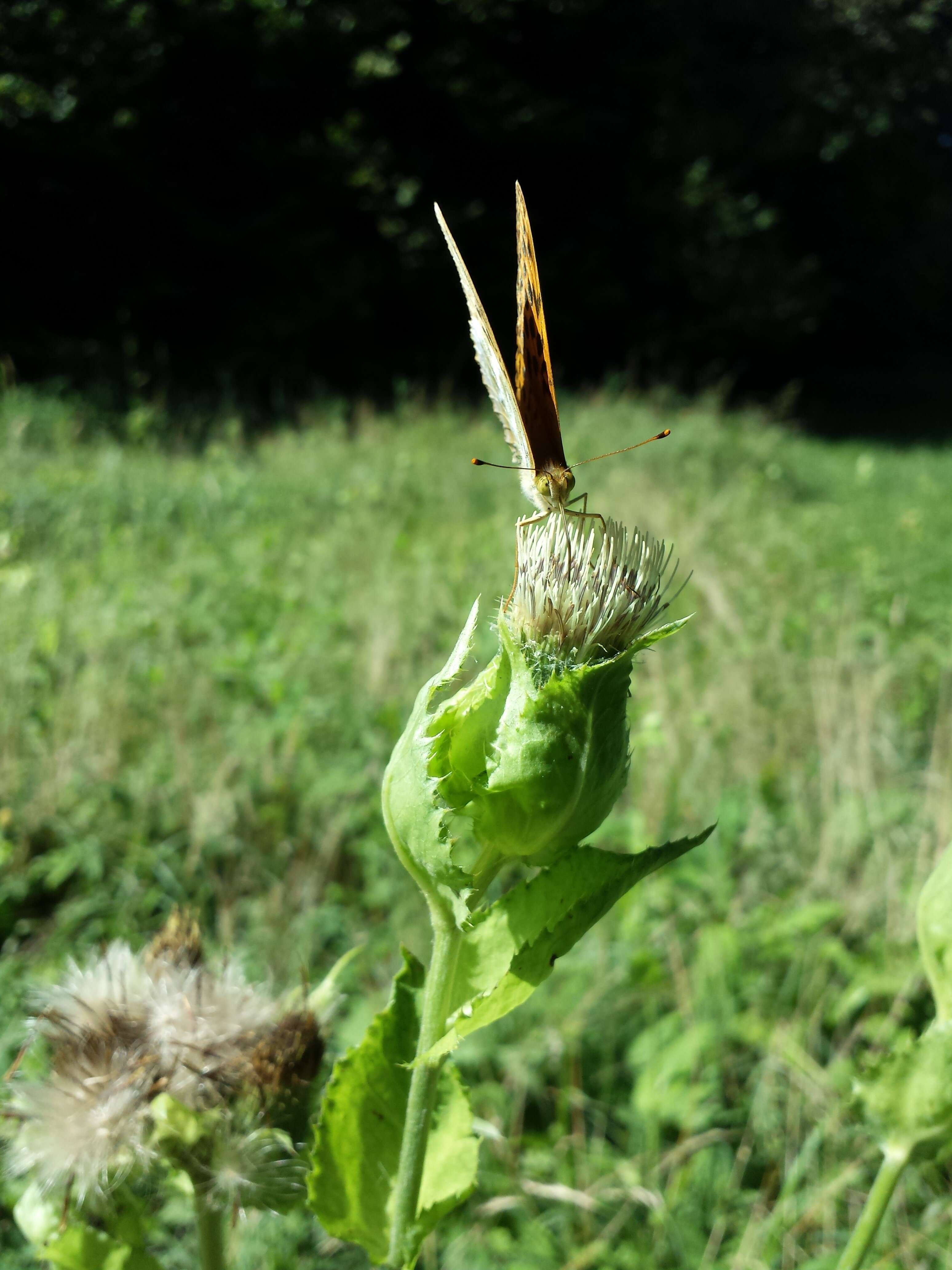 Image of Cabbage Thistle