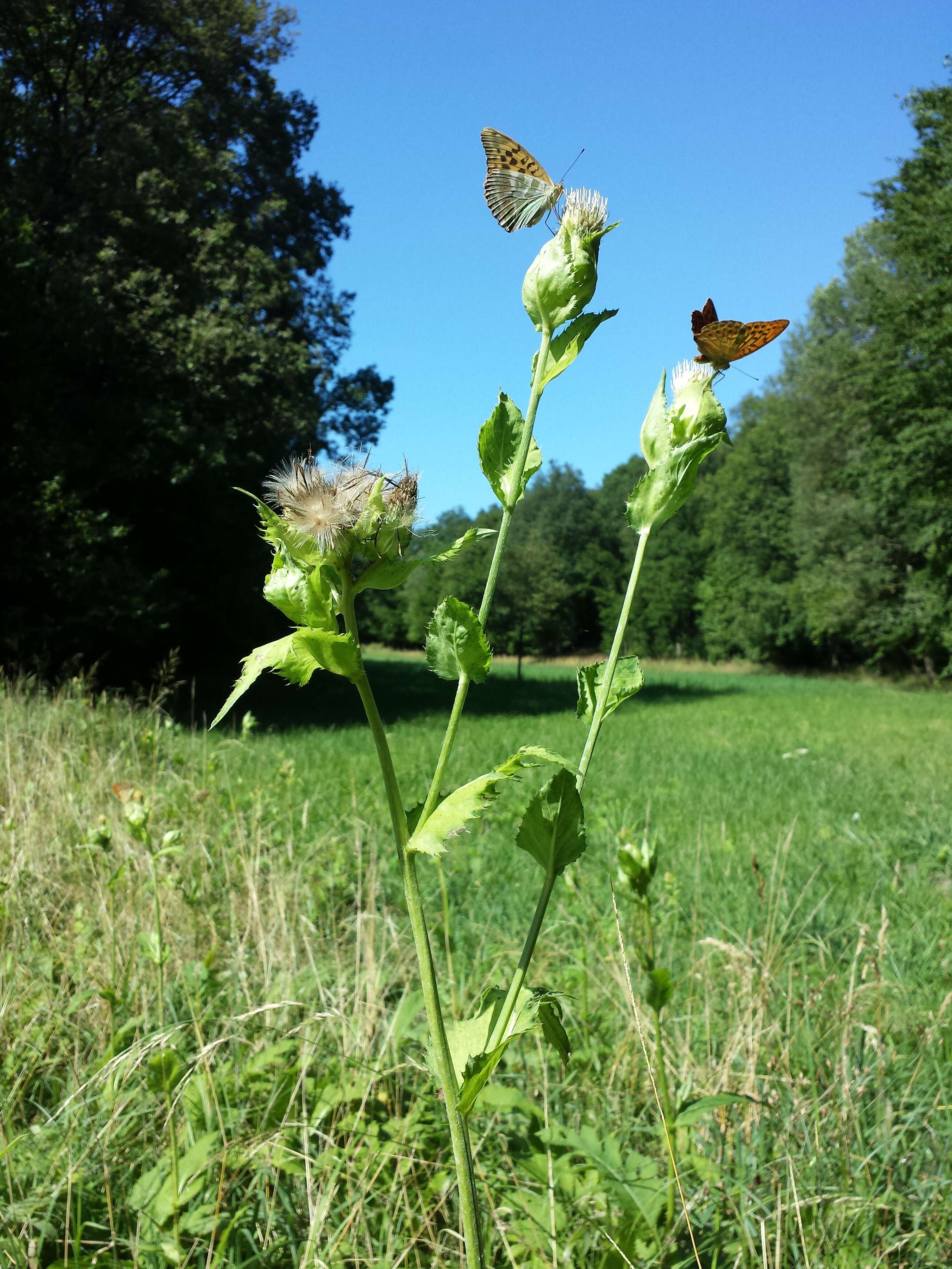 Image of Cabbage Thistle