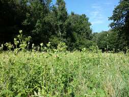 Image of Cabbage Thistle