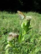 Image of Cabbage Thistle