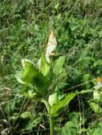 Image of Cabbage Thistle