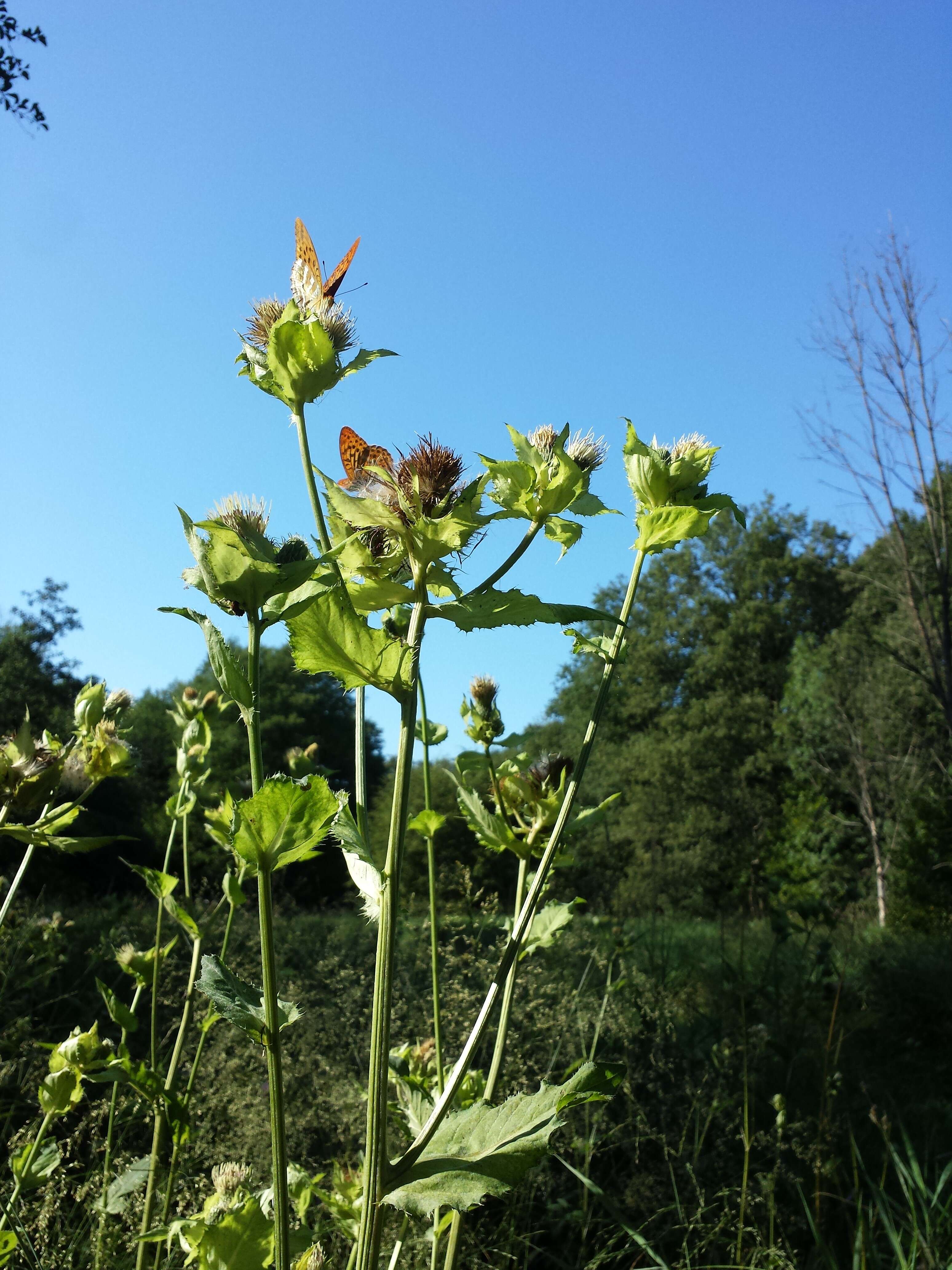 Image of Cabbage Thistle