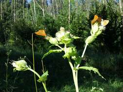 Image of Cabbage Thistle