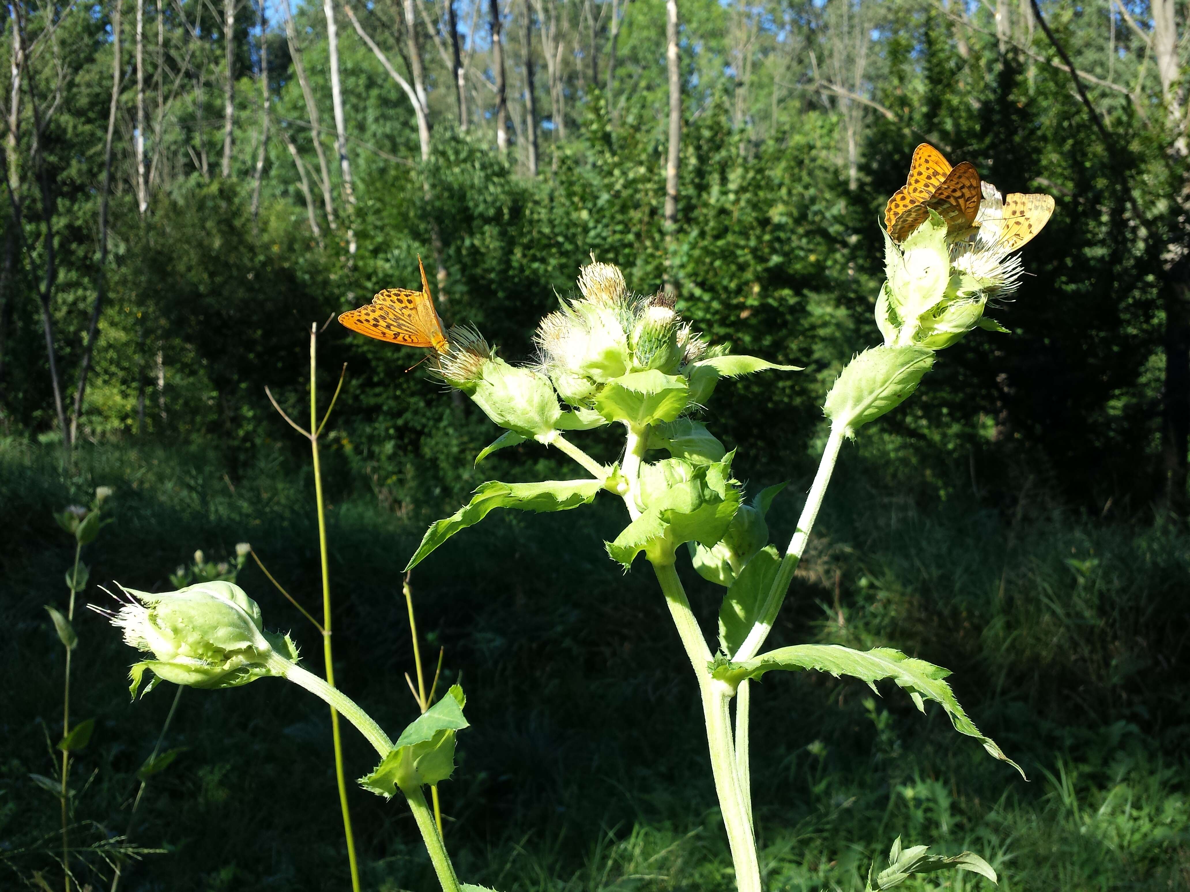 Image of Cabbage Thistle