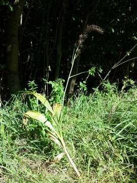 Image of black false hellebore