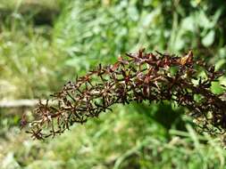 Image of black false hellebore