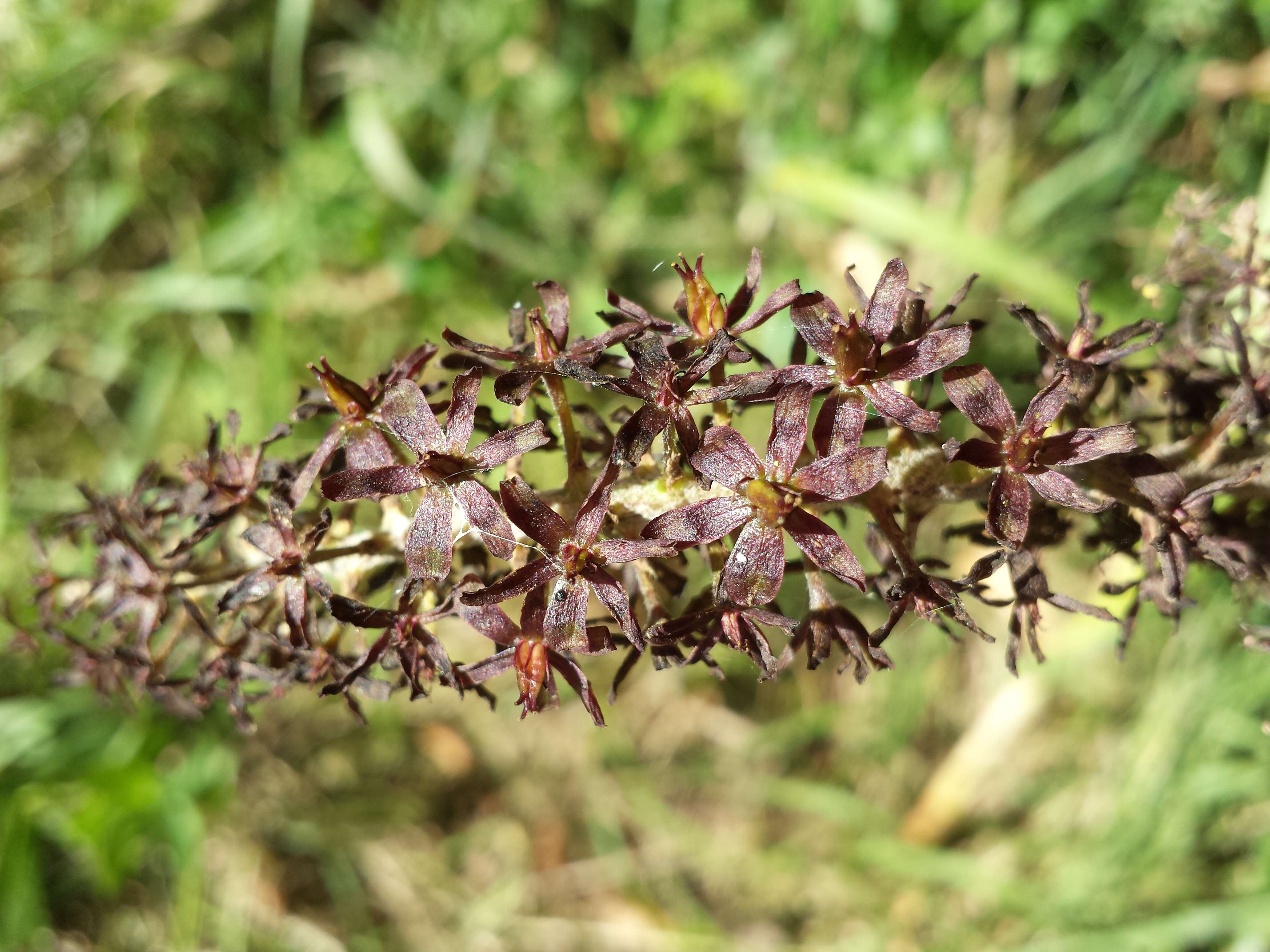 Image of black false hellebore