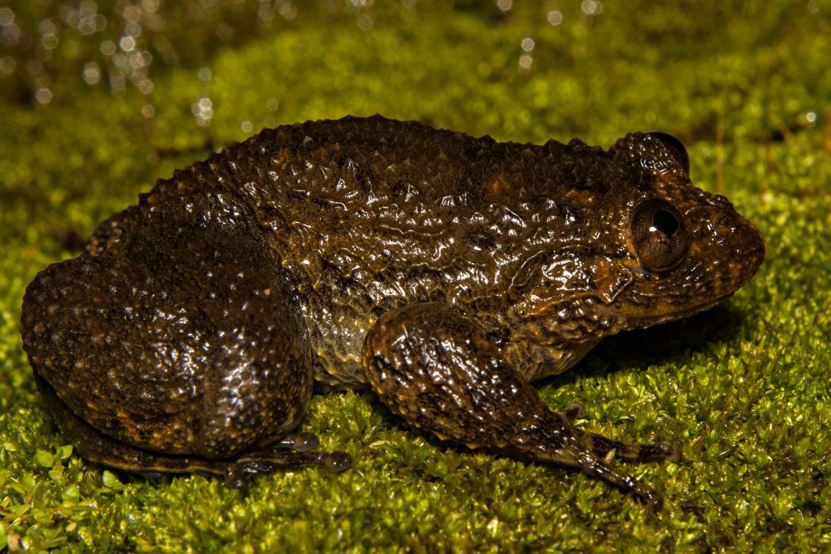 Image of Nyctibatrachinae Blommers-Schlösser 1993