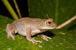 Image of Large Ponmudi Bush Frog