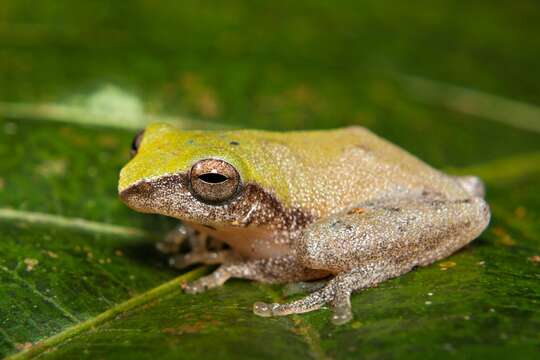 Image of Variable Bush Frog