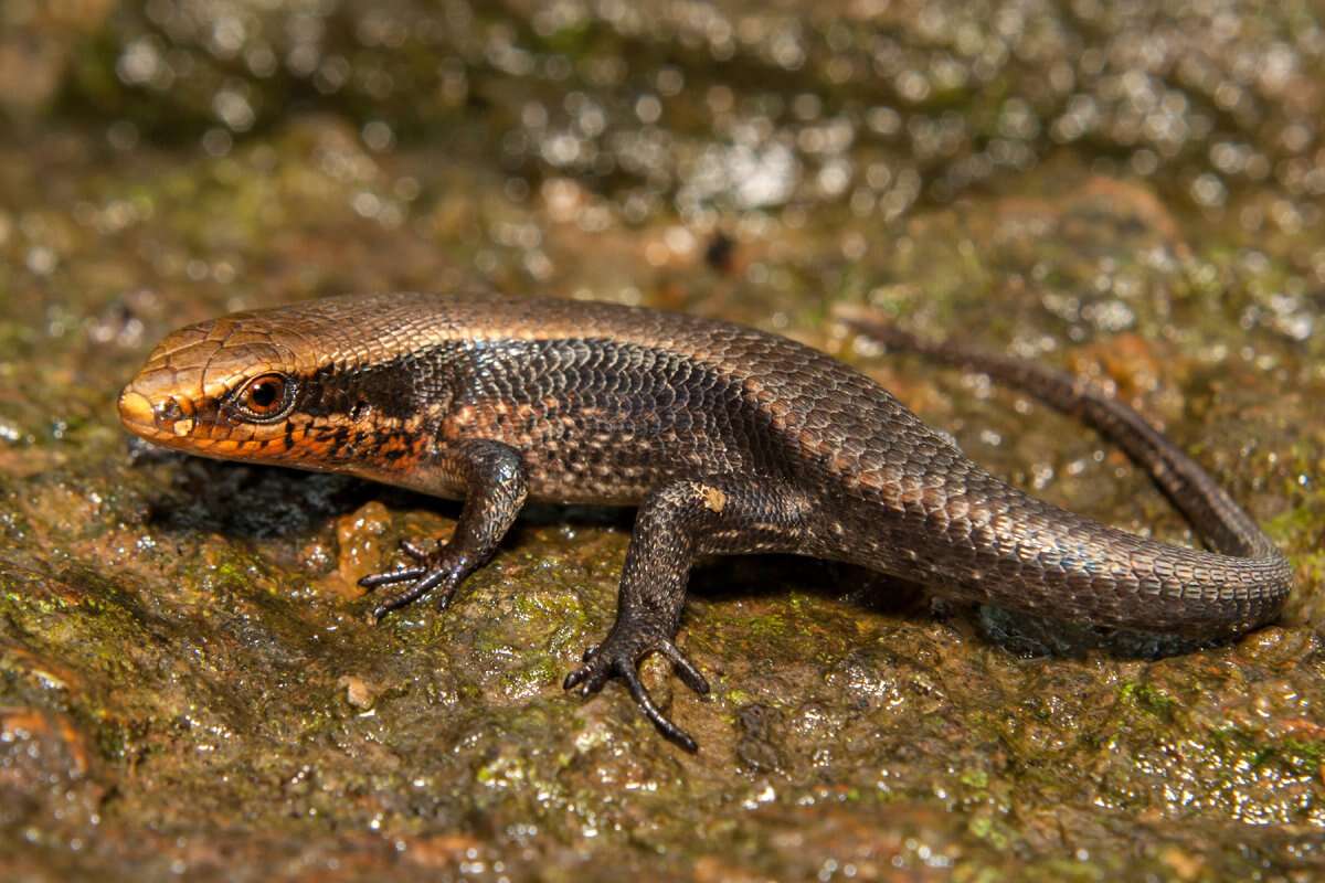 Image of Allapalli Grass Skink