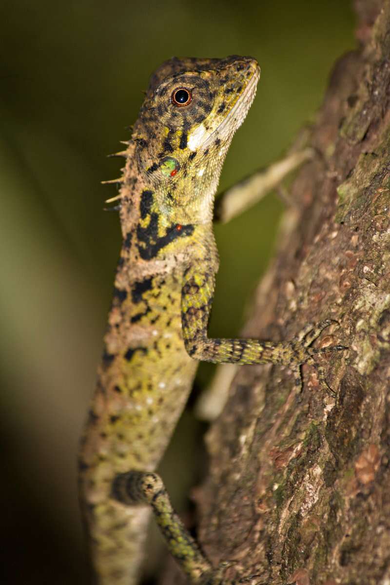 Image of Elliot's Forest Lizard