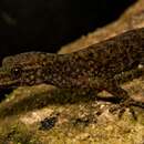 Image of Wynad Day Gecko
