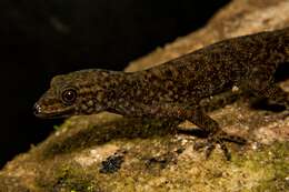 Image of Wynad Day Gecko