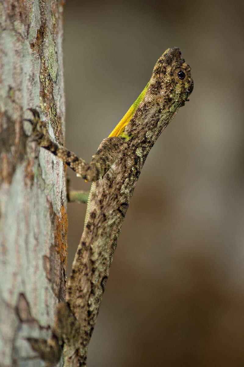 Image of Indian flying lizard