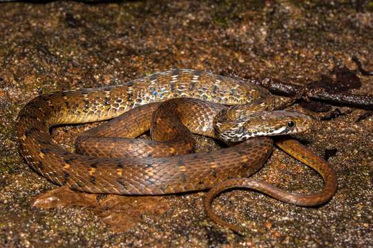 Image of Beddome’s Keelback