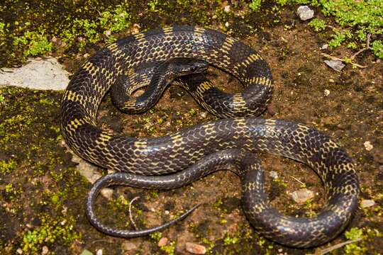 Image of Travancore Wolf Snake