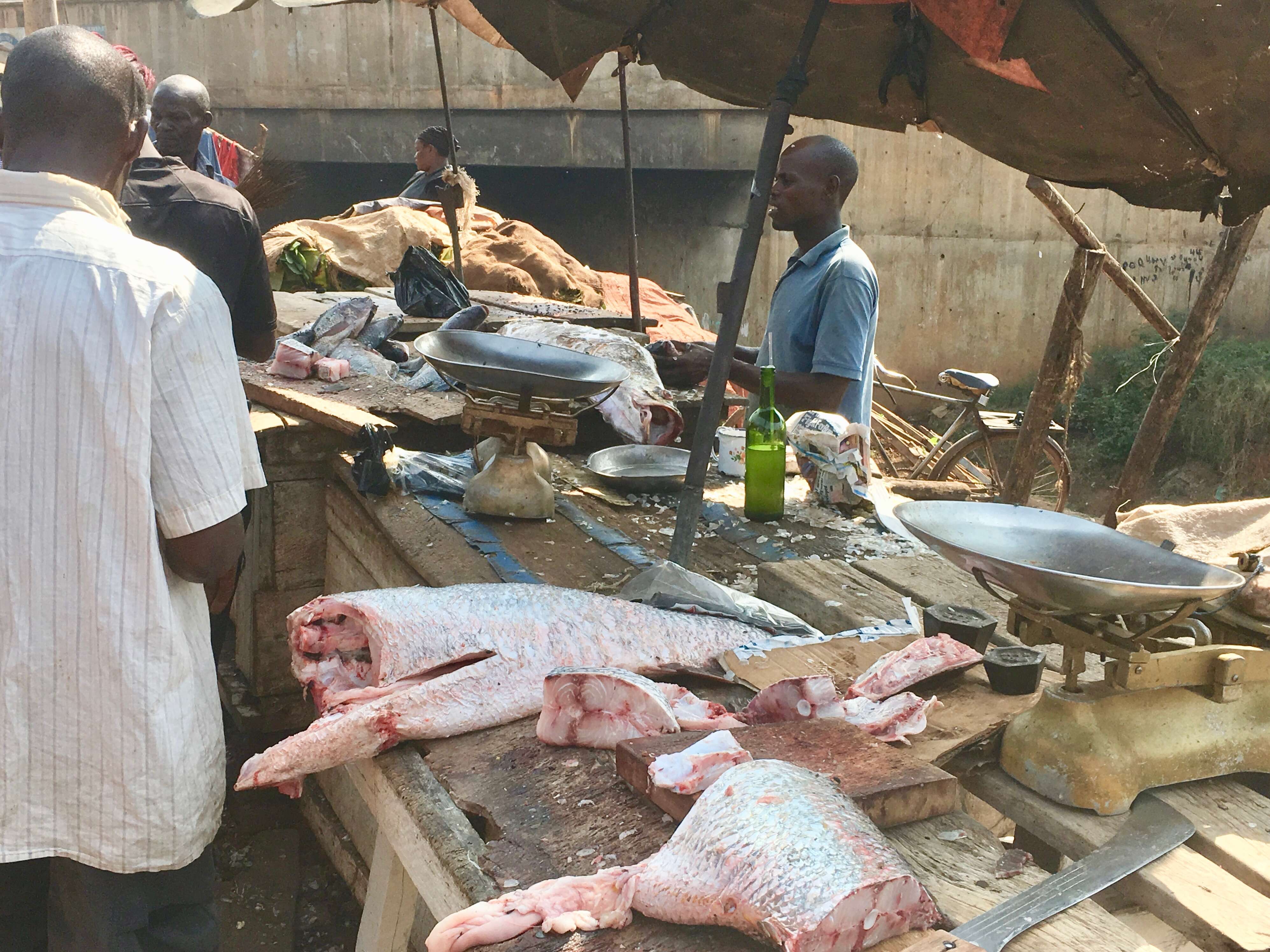 Image of African Snook