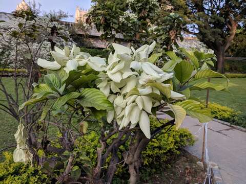 Image of Mussaenda philippica A. Rich.