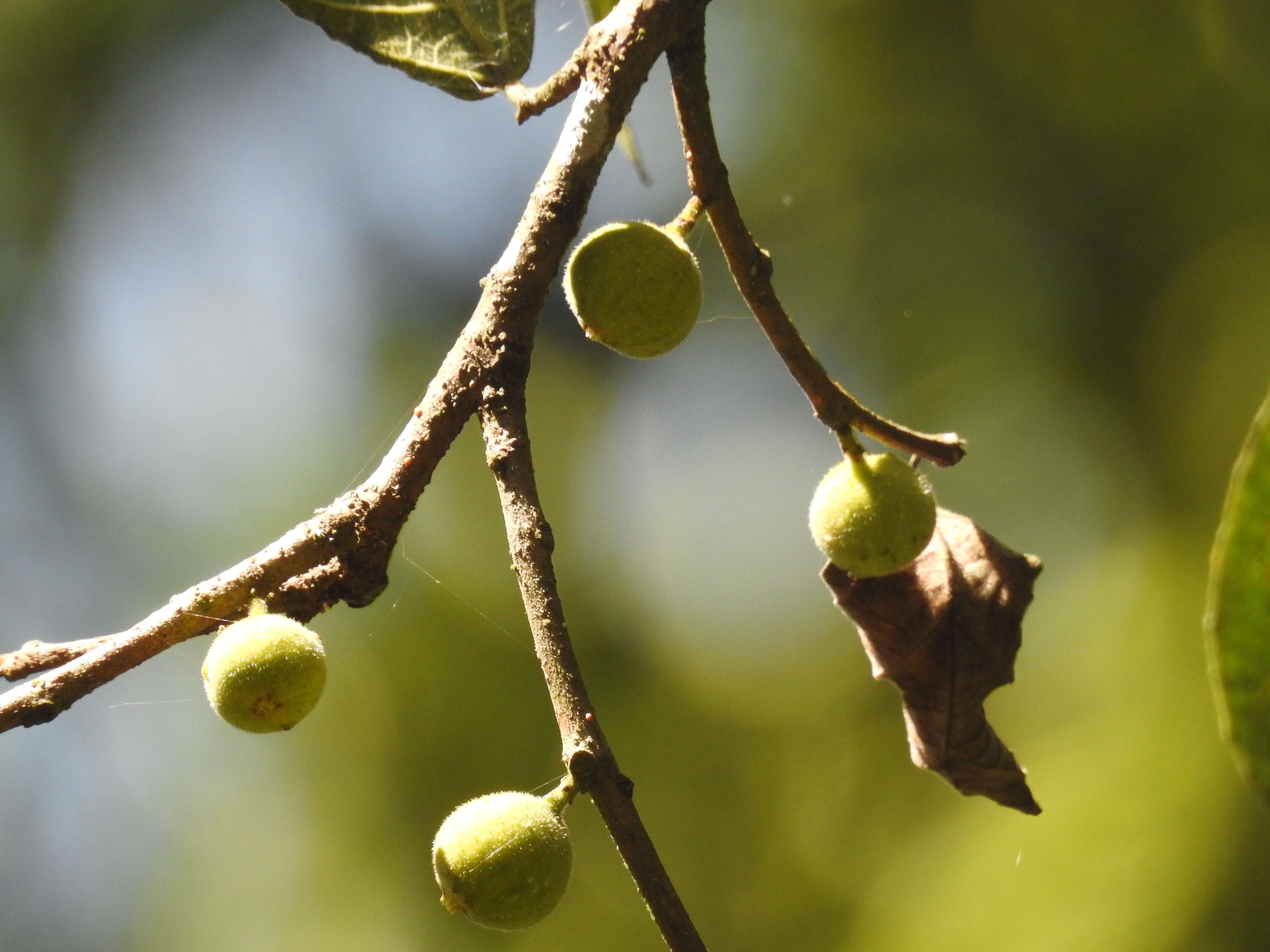 Ficus exasperata Vahl的圖片