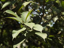 Ficus exasperata Vahl的圖片