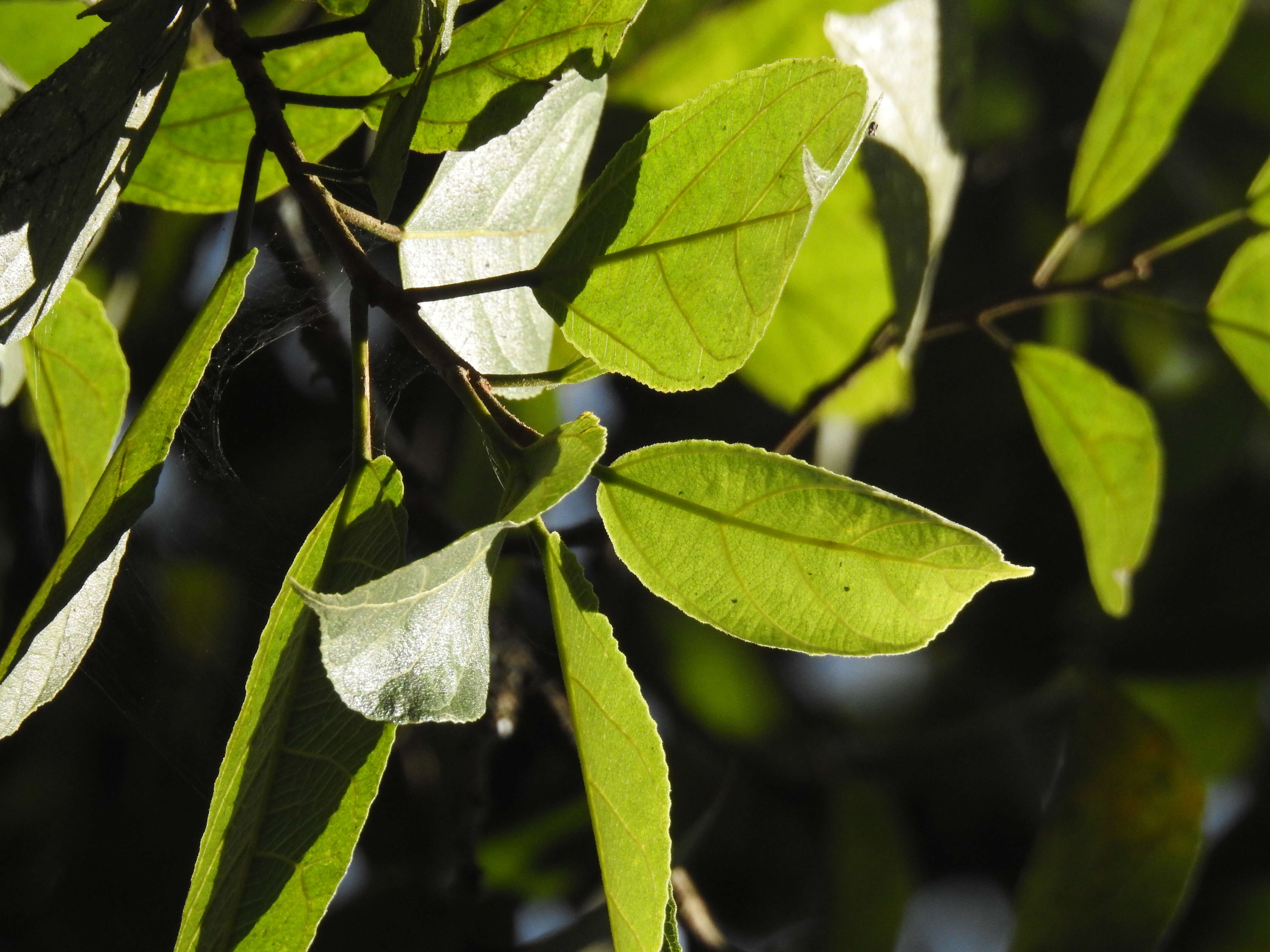 Ficus exasperata Vahl的圖片