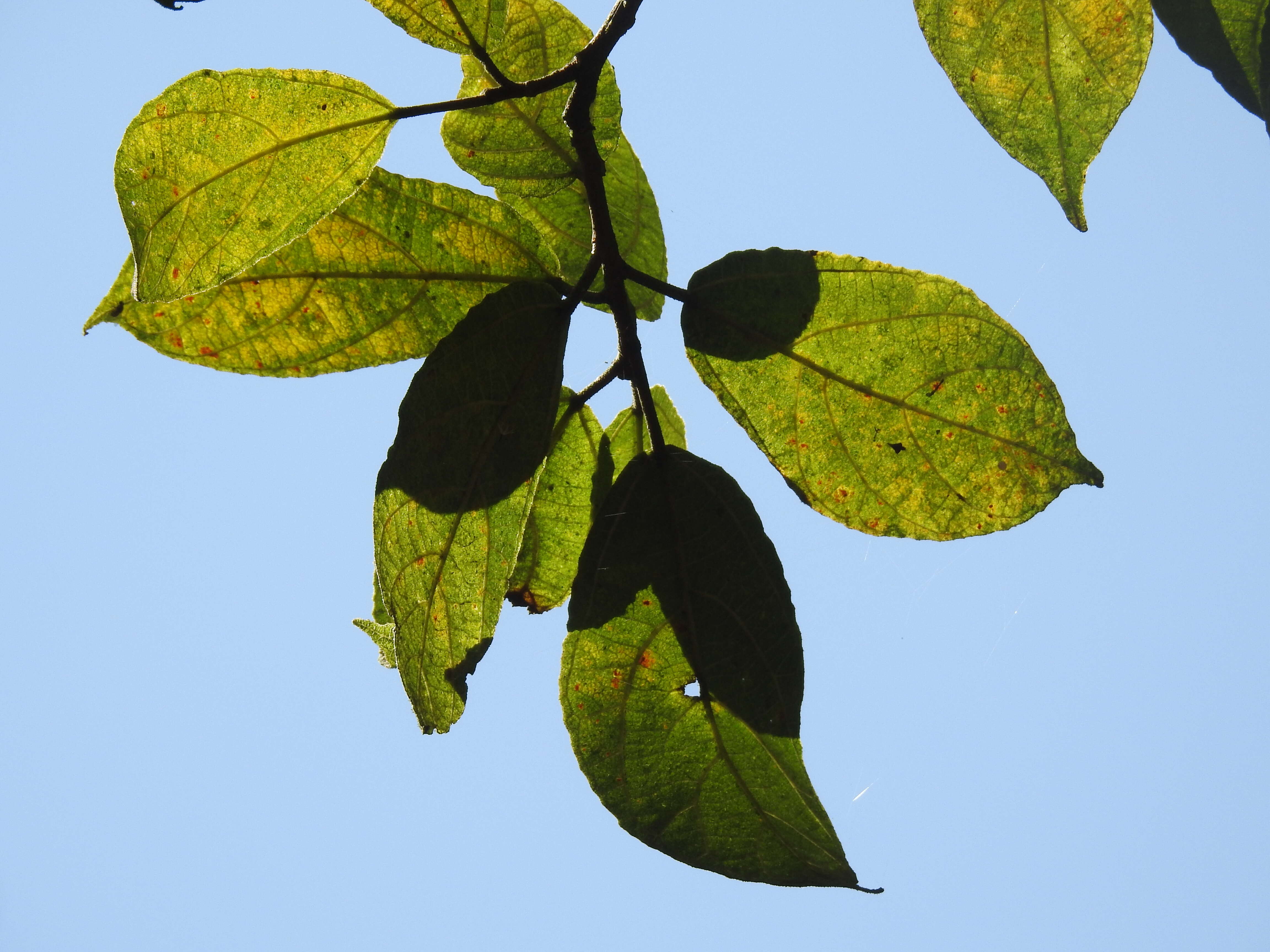 Ficus exasperata Vahl的圖片