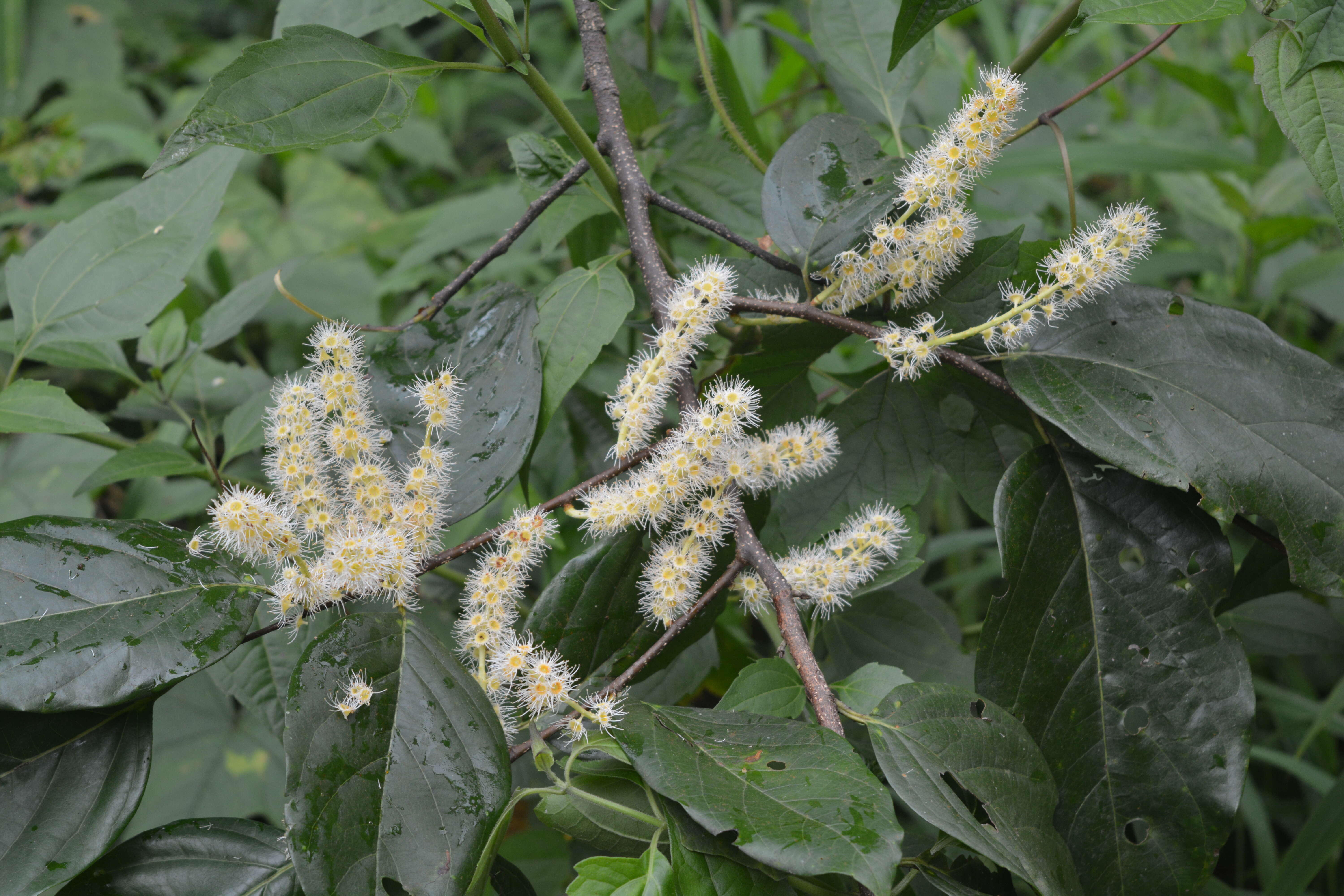 Image of Pygeum ceylanicum Gaertn.