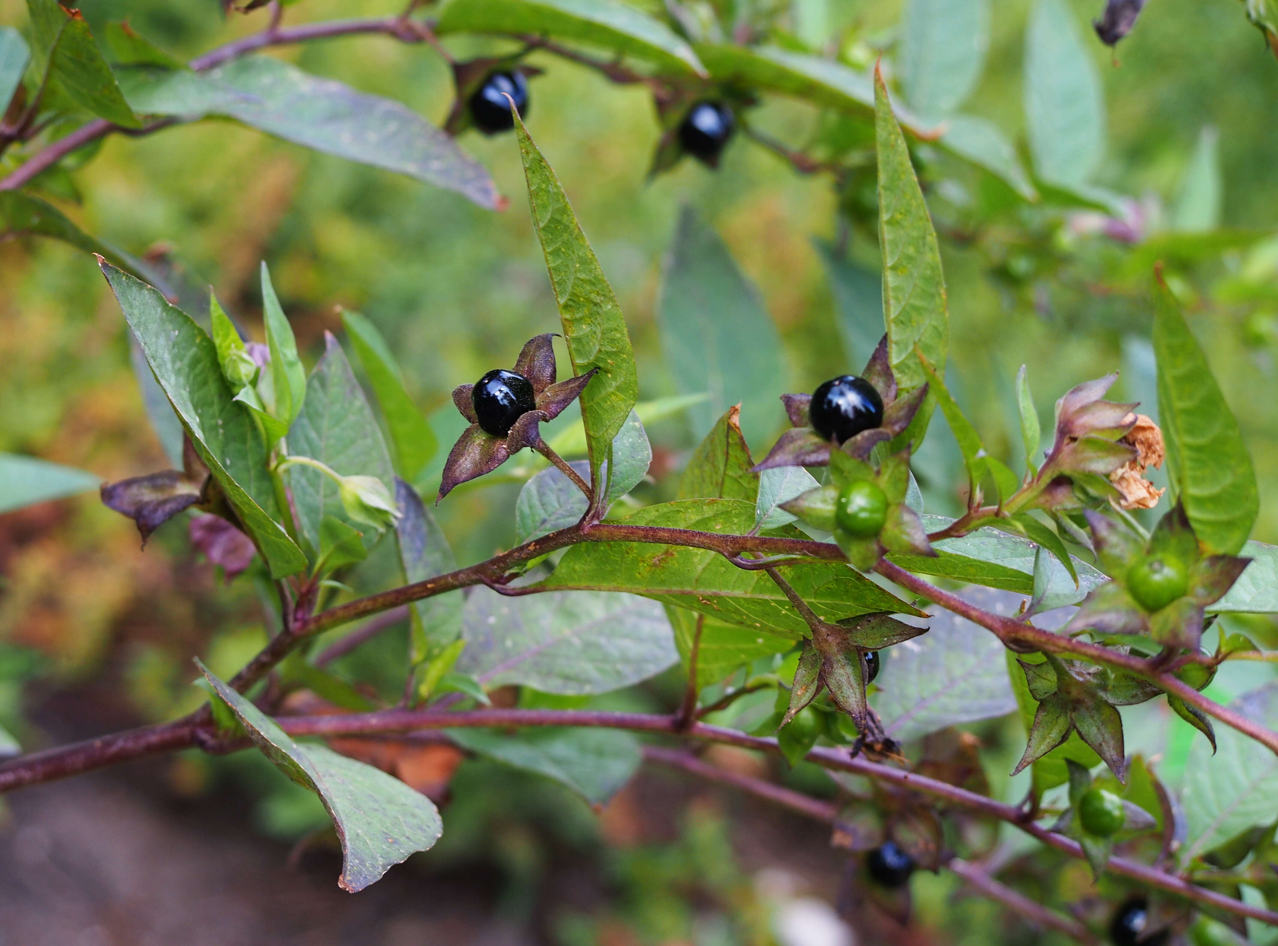 Plancia ëd Atropa belladonna L.