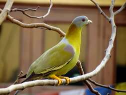 Image of Yellow-footed Green Pigeon