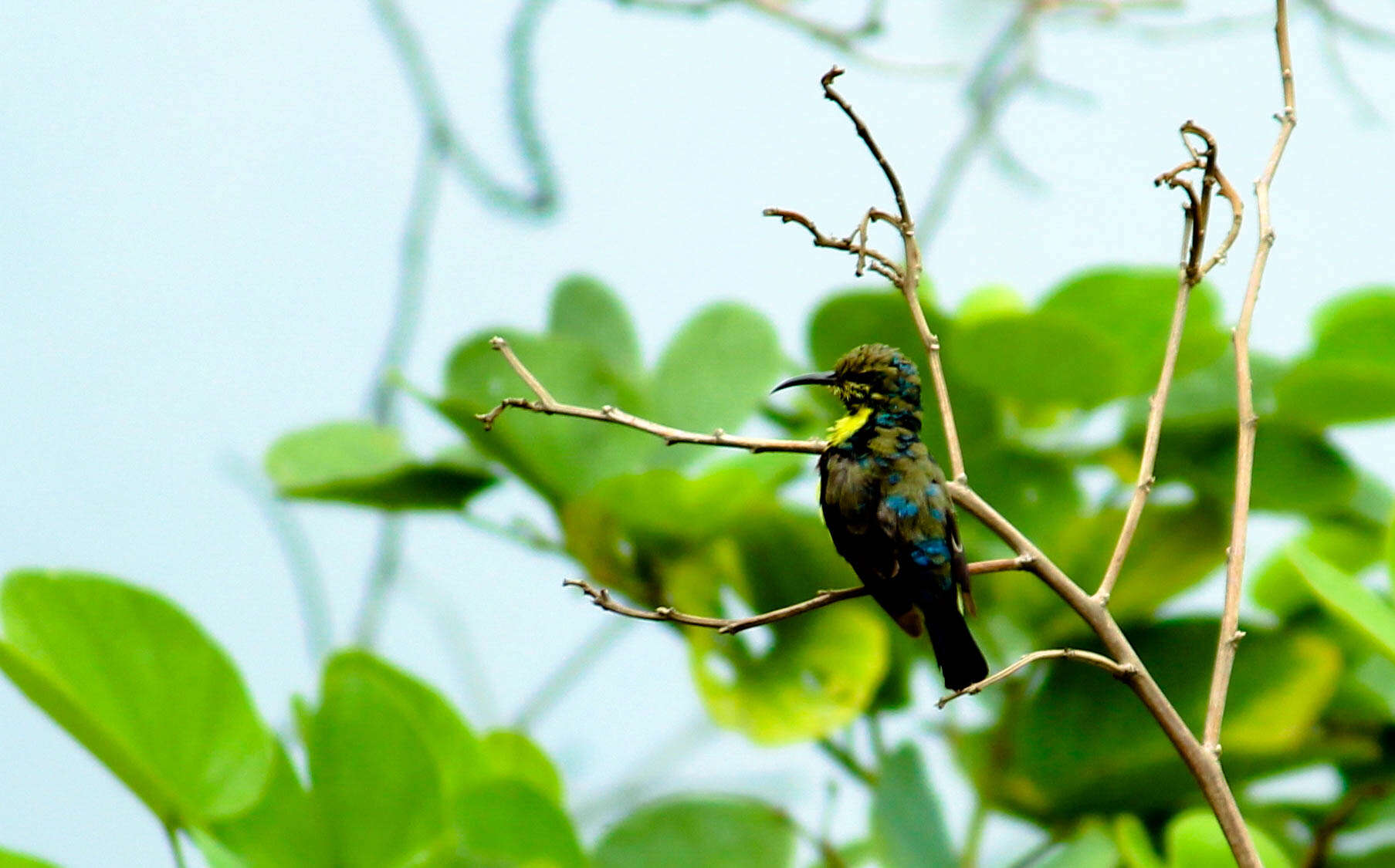 Image of Purple Sunbird