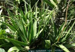 Image of Aloe babatiensis Christian & I. Verd.