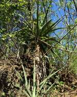 Image of Aloe volkensii Engl.