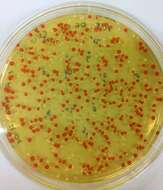 صورة Saccharomyces cerevisiae