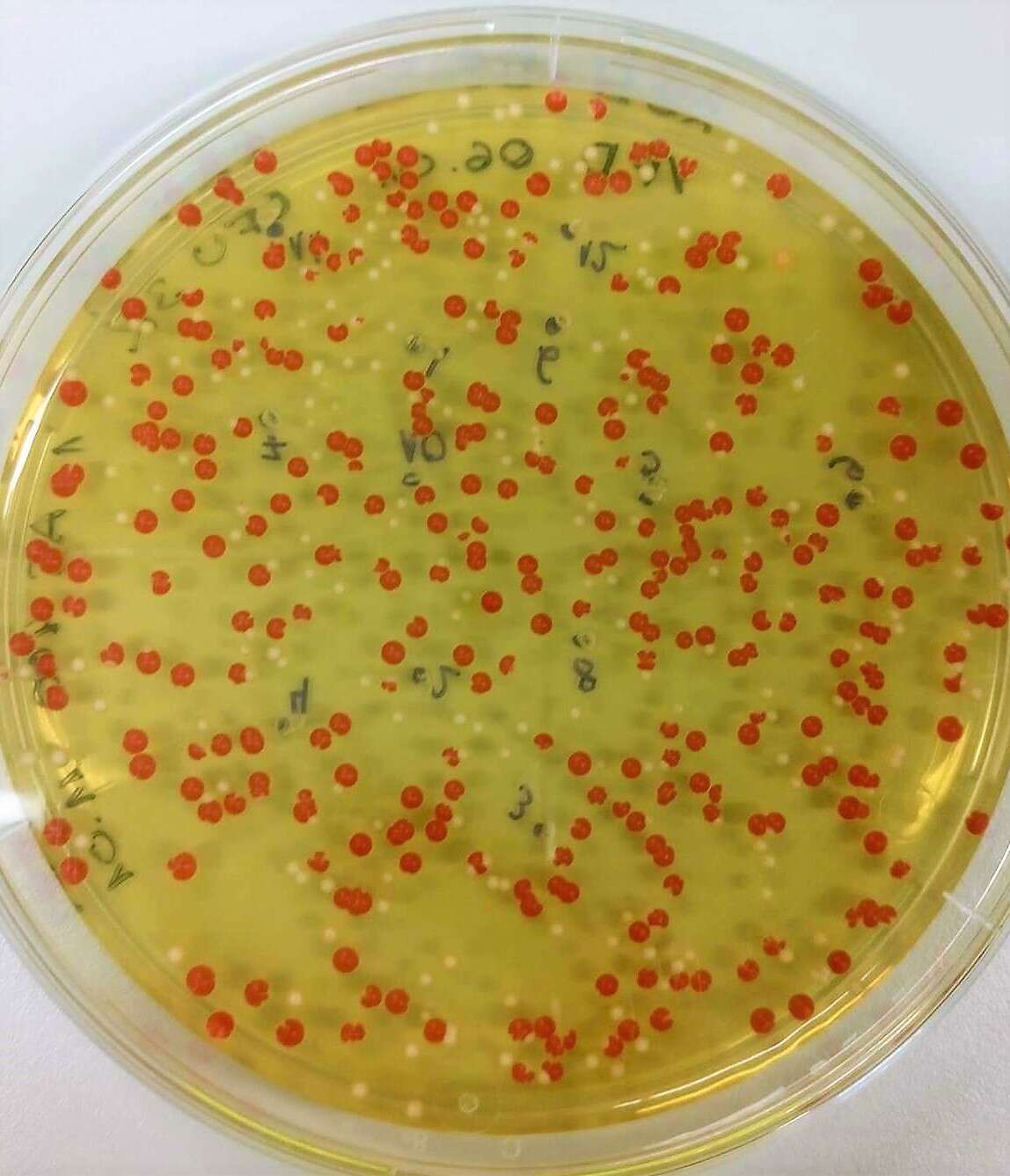 Imagem de Saccharomyces cerevisiae