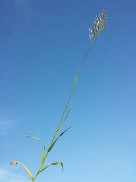 Imagem de Bromus inermis Leyss.