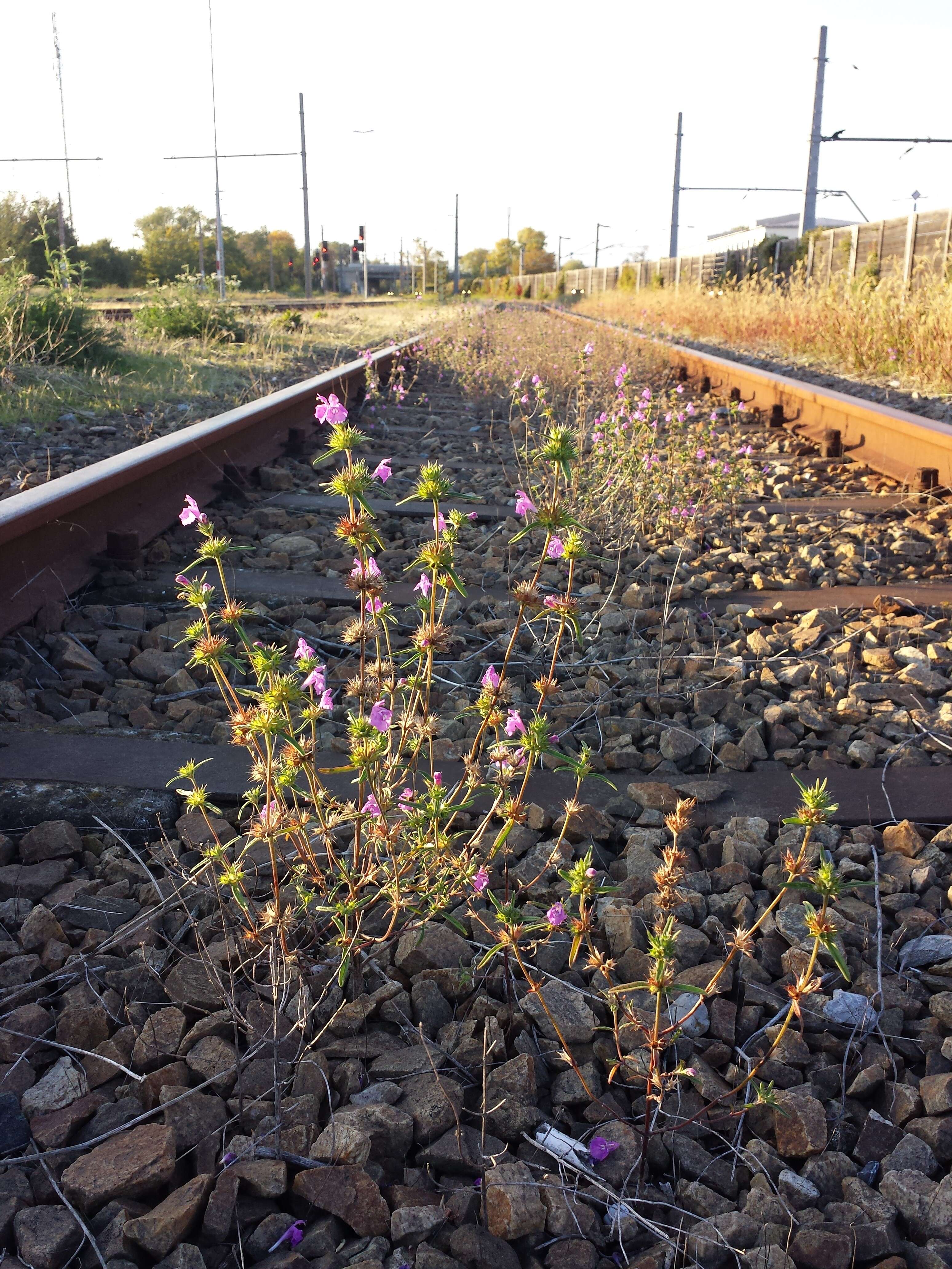 Image of Red hemp-nettle