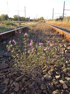 Image of Red hemp-nettle