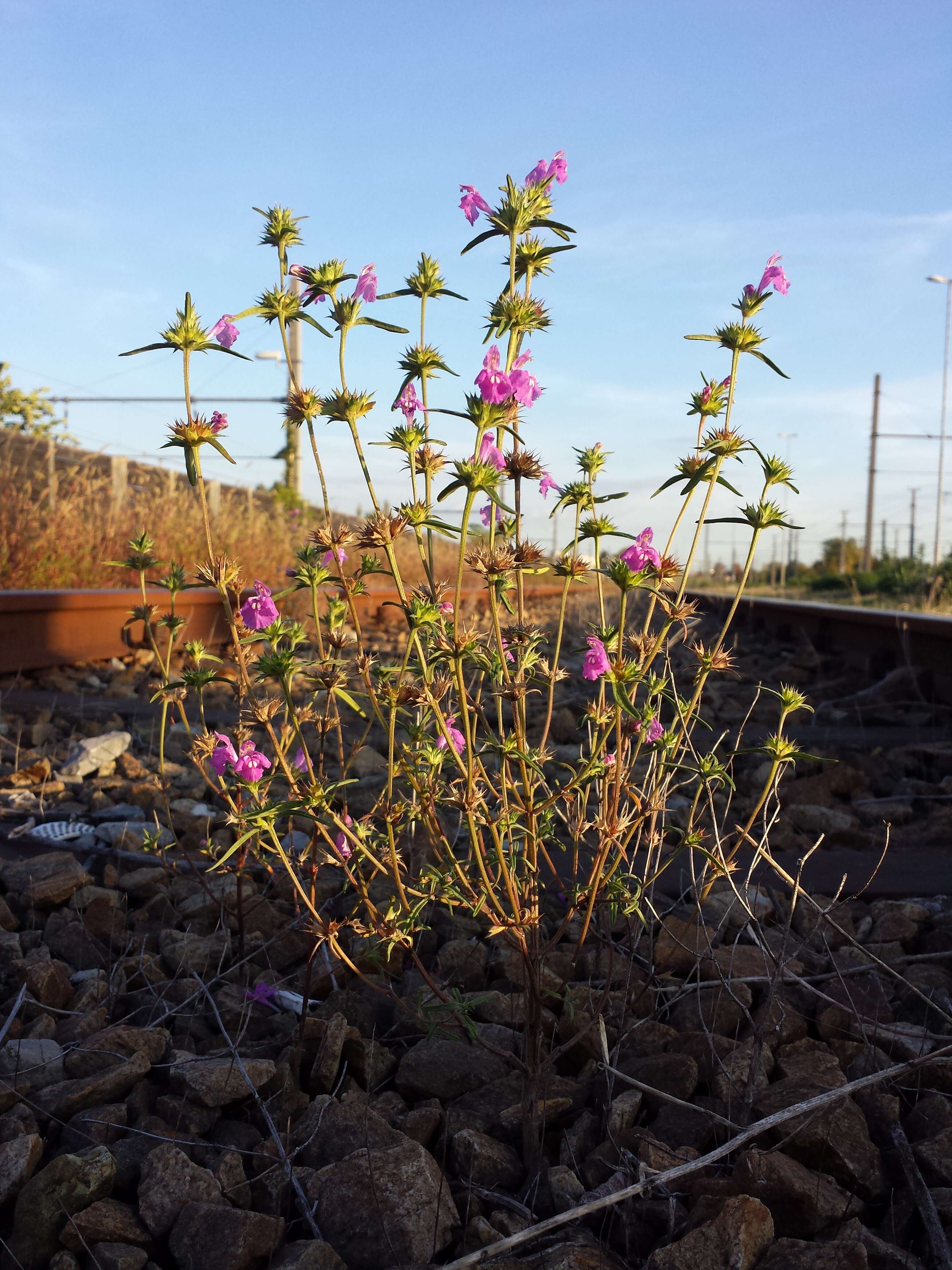 Image of Red hemp-nettle