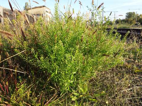 Image of Virginia pepperweed