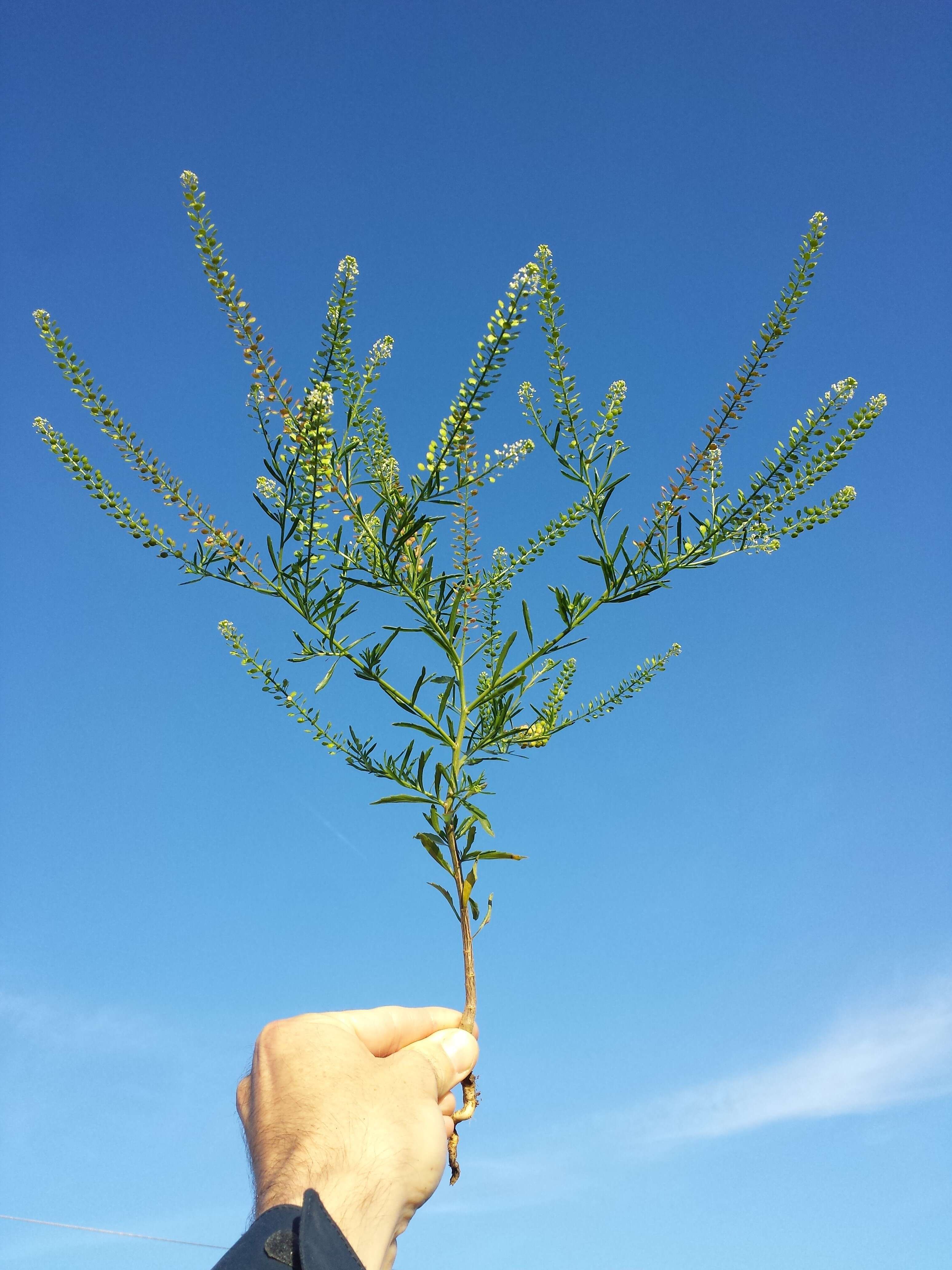 Image of Virginia pepperweed