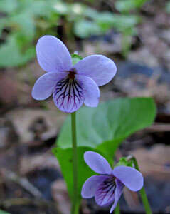 Plancia ëd Viola palustris L.