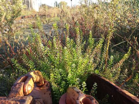 Image of Virginia pepperweed