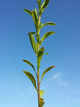 Image of Virginia pepperweed