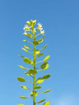 Image of Virginia pepperweed