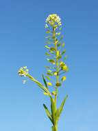 Image of Virginia pepperweed