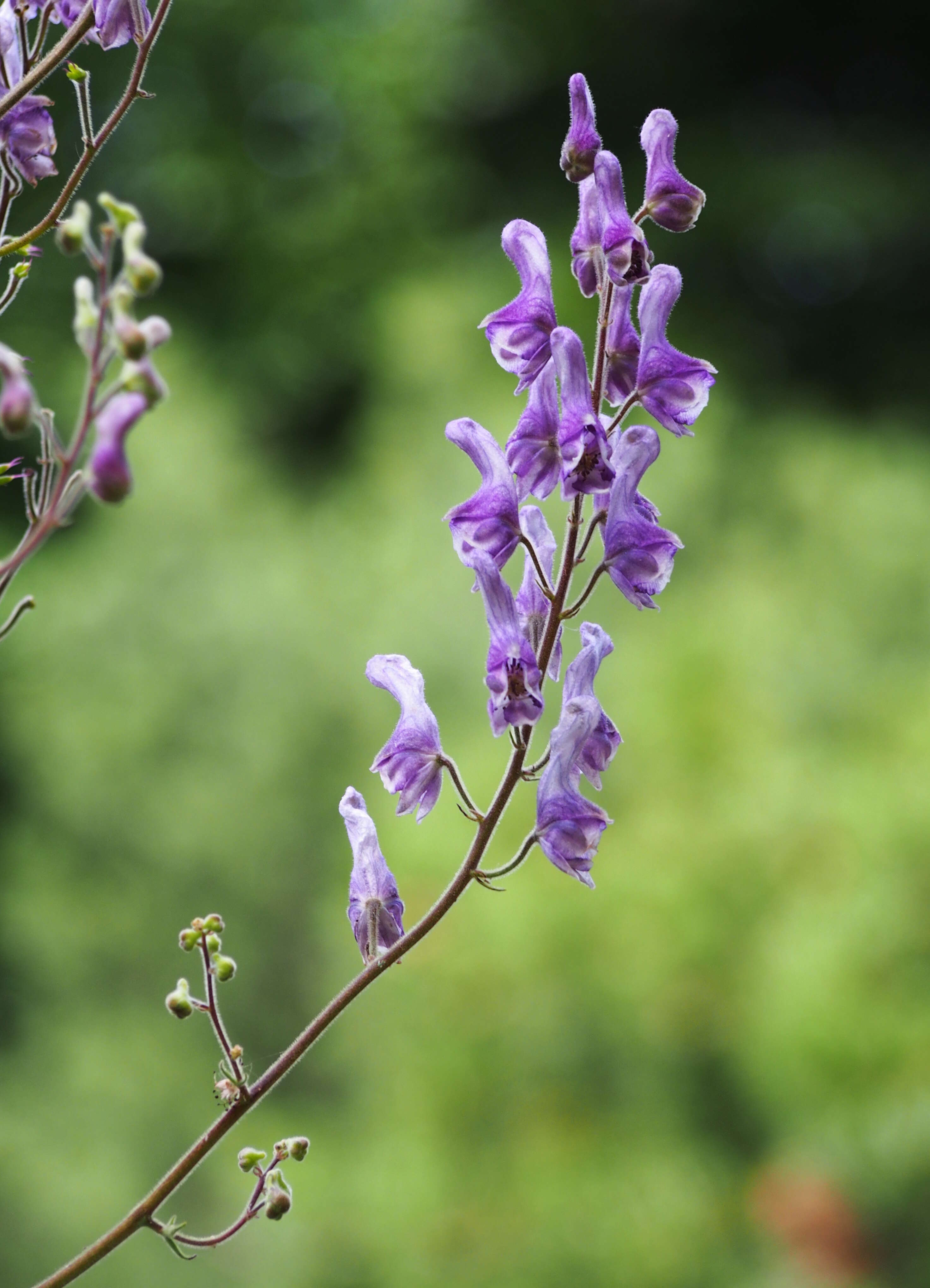 Image of monkshood