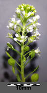 Image of Virginia pepperweed