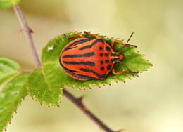 Image of <i>Graphosoma semipunctatum</i>