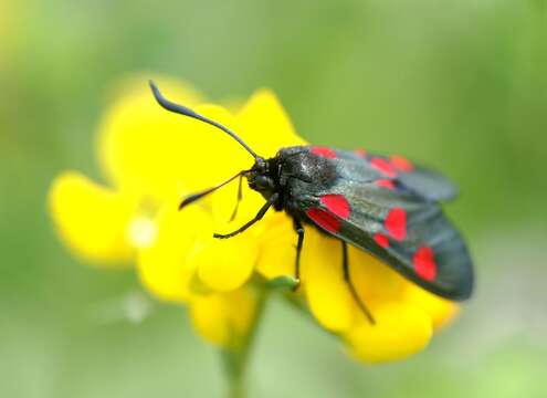 Image of Zygaena trifolii Esper 1783